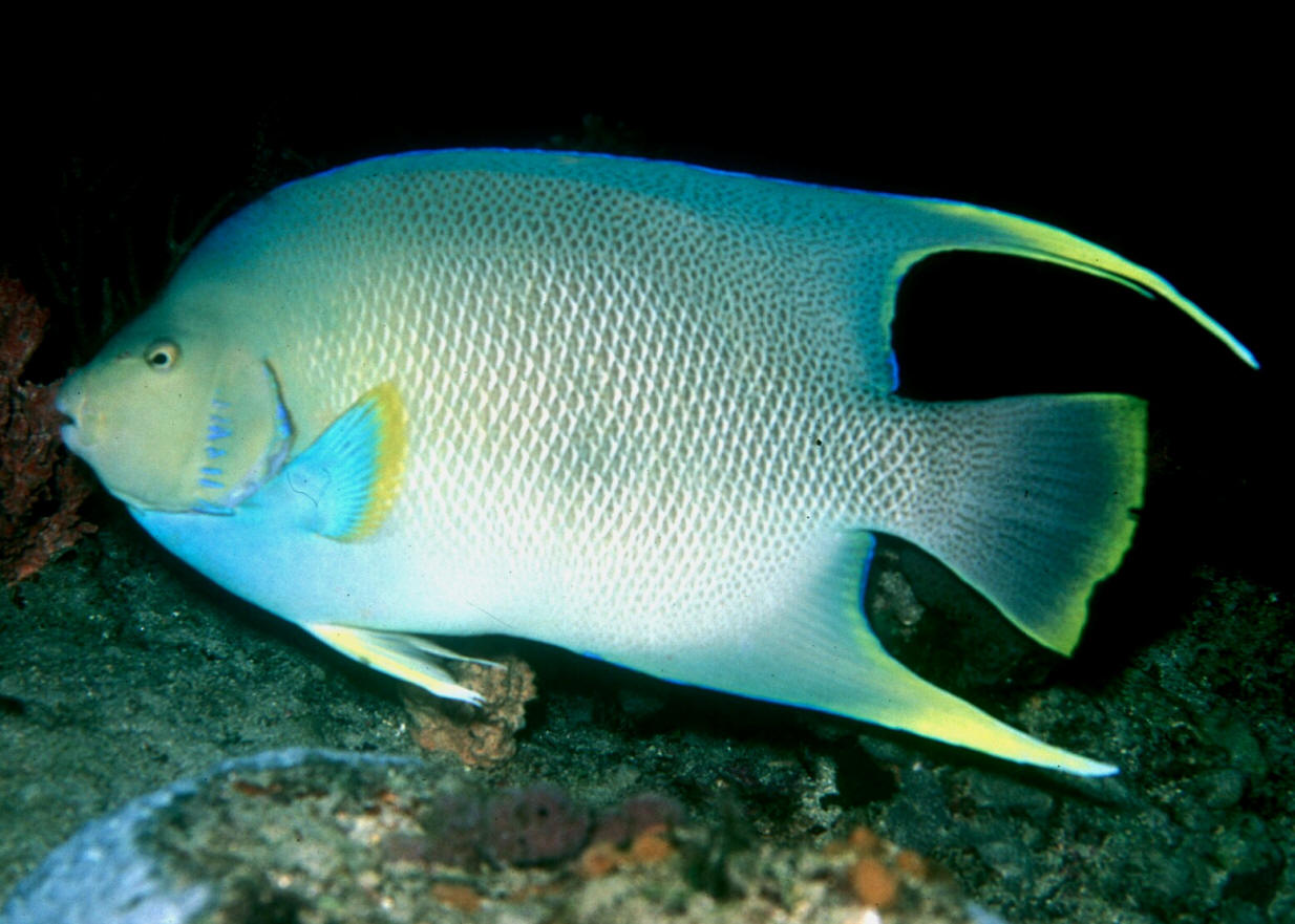 Holacanthus bermudensis